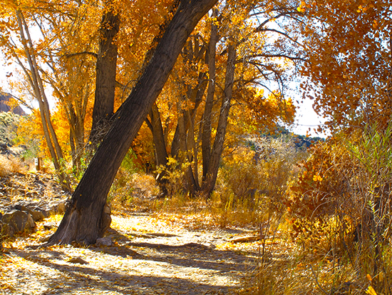 Cottonwoods along the Rio Grande